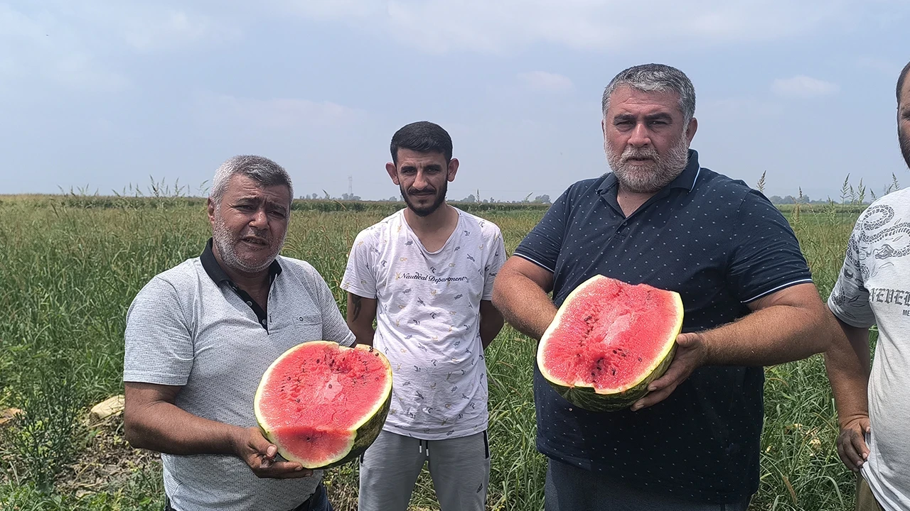 Yaz ayının favori meyvesi karpuz tarlada kaldı: Alıcı bulamıyoruz