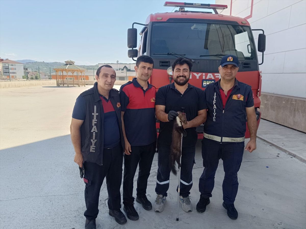 Zonguldak'ta bodrum kata giren sansar yakalandı