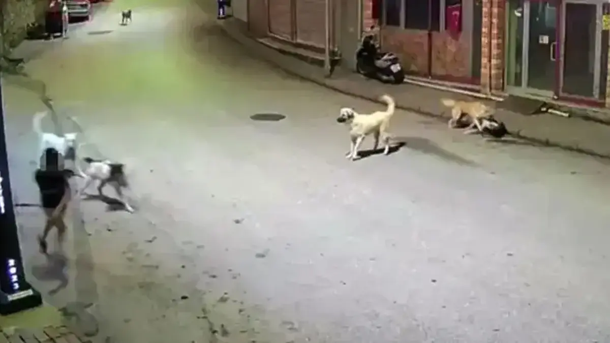 Ordu'da sahipsiz köpek paniği! Küçük çocuk dehşeti yaşadı