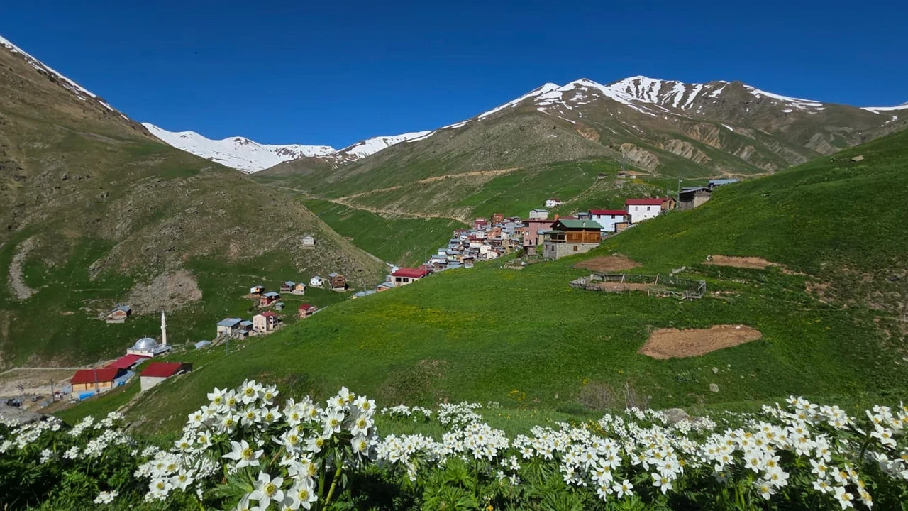 Kaçkarlar’da gizemli buluşma: Beyaz örtü rengârenk çiçeklerle buluştu