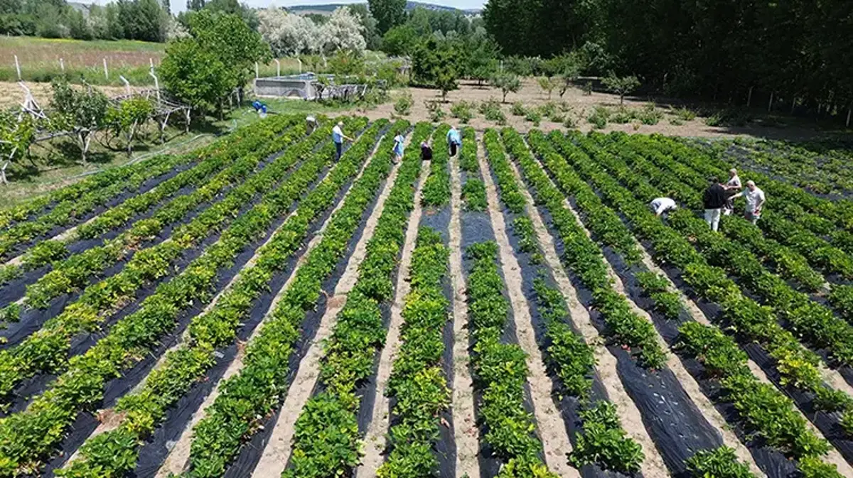 Devlet desteğini aldı üretime başladı! Yozgat'taki örnek projede vatandaş dalından topluyor