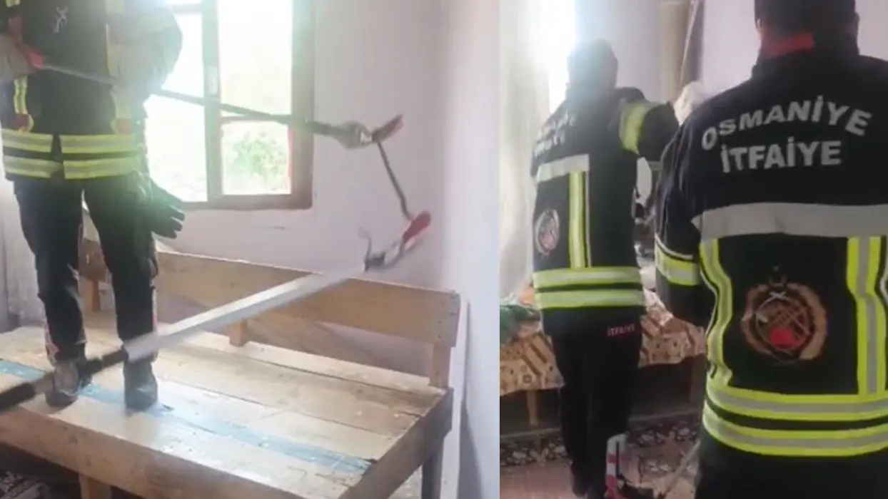 Müstakil evde yılan paniği: Halının altından çıkarıldı