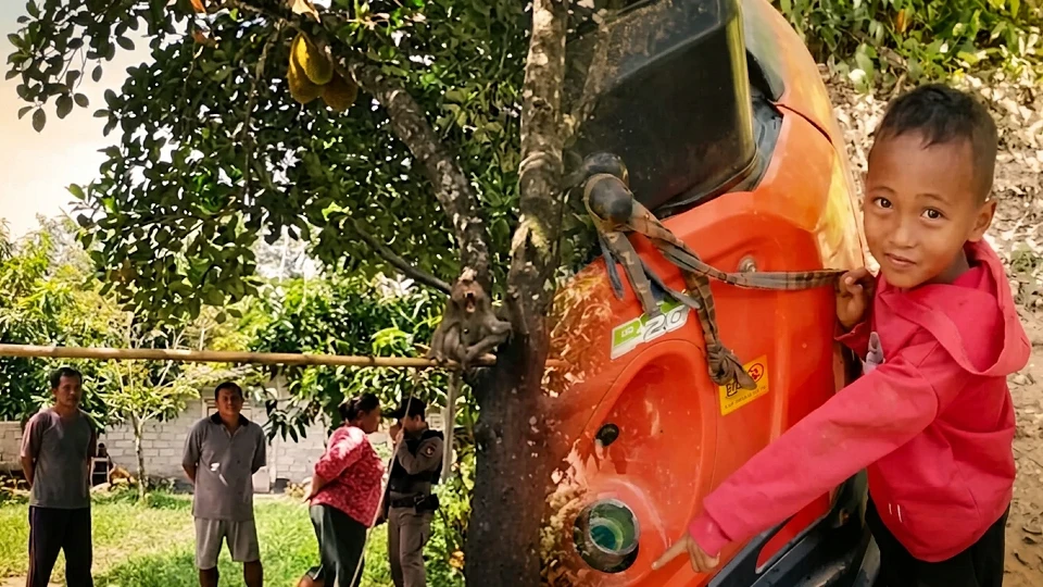 Tayland'da feci olay: Dedesinin kurtardığı evcil maymun 7 yaşındaki çocuğu hayattan kopardı | DÜNYA HABERLERİ