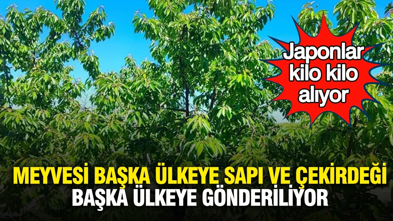 Japonlar kilo kilo alıyor: Meyvesi başka ülkeye sapı ve çekirdeği başka ülkeye gönderiliyor
