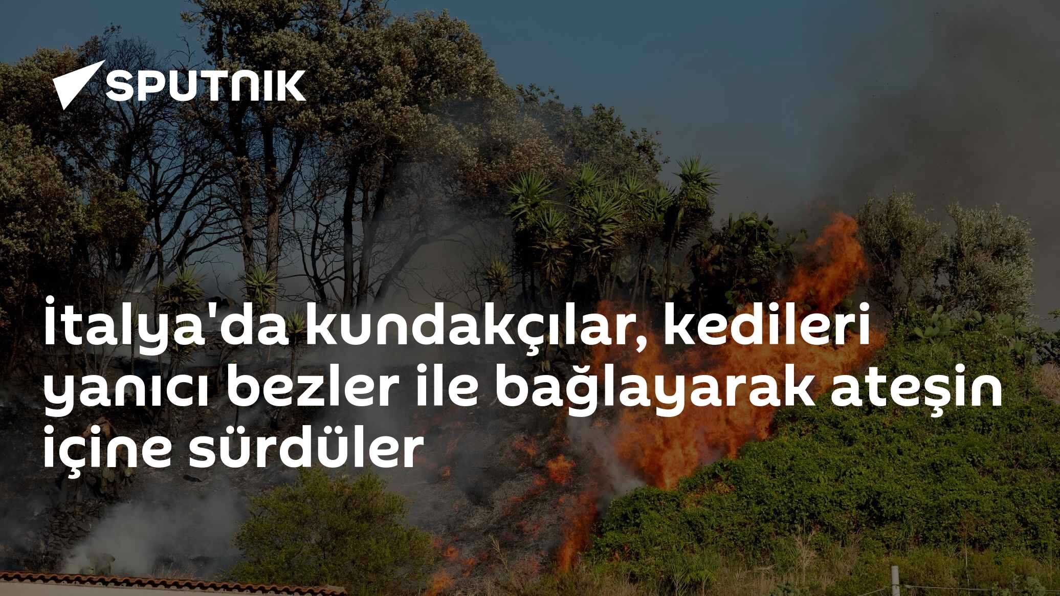 İtalya'da kundakçılar, kedileri yanıcı bezler ile bağlayarak ateşin içine sürdüler
