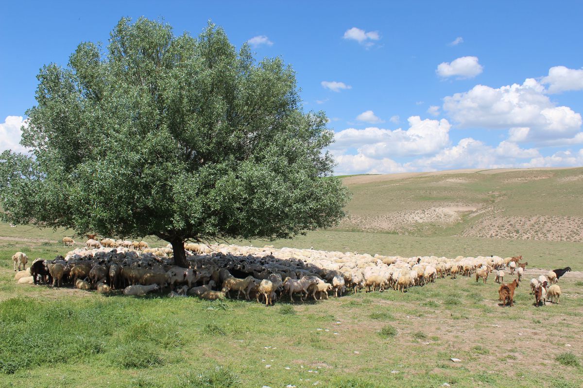 Aksaray'da 'ithal çoban' dönemi
