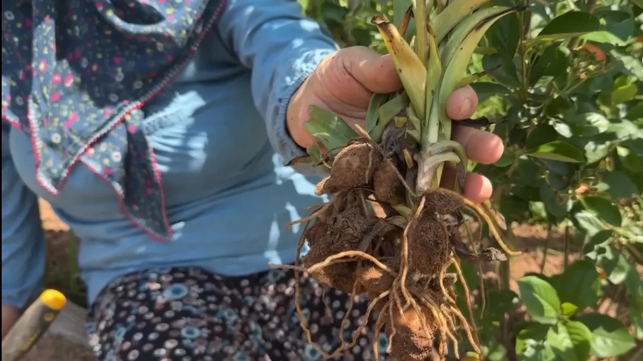 Sarı altın olarak biliniyor! Sosyal medyada görüp Giresun'da üretime başladı