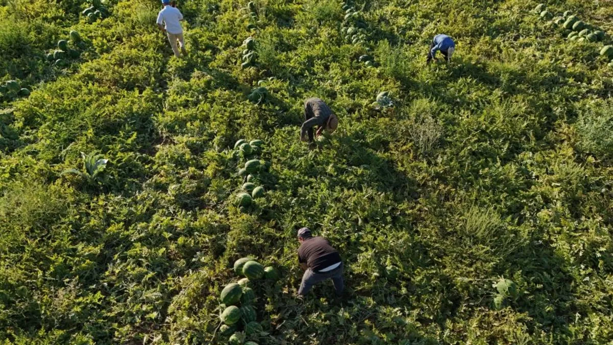 Tüccarlar tarlada saatlerce sıra bekliyor: İşte o ilde hasat çılgınlığı!
