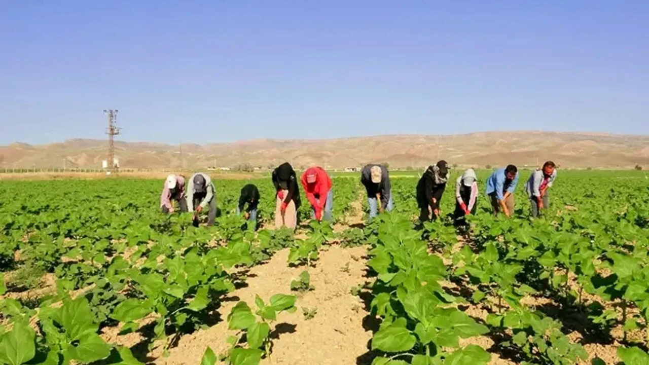 Şanlıurfa'da ekmek parası için 600 kilometrelik yolculuk