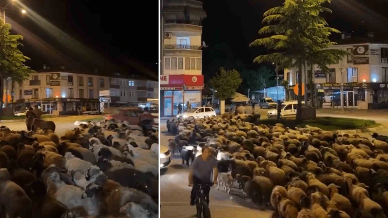 Tokat’ta yayla göçünde yüzlerce koyun şehir merkezinden geçti