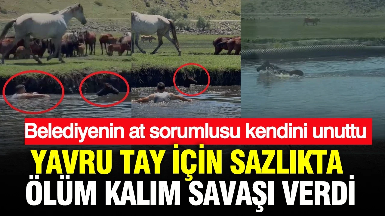 Kendi canını unuttu, tayın peşine sazlığa atladı: Belediye onu o atlardan sorumlu yapmıştı