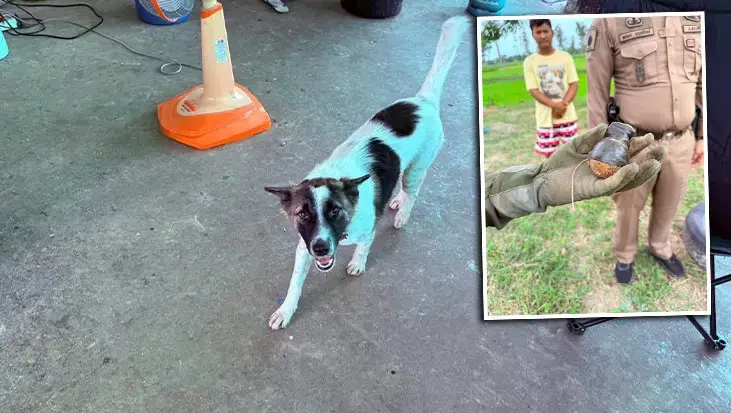 Köpeğin eve getirdiği cisim dehşete düşürdü! Gerçek ortaya çıkınca bomba ekipleri çağrıldı
