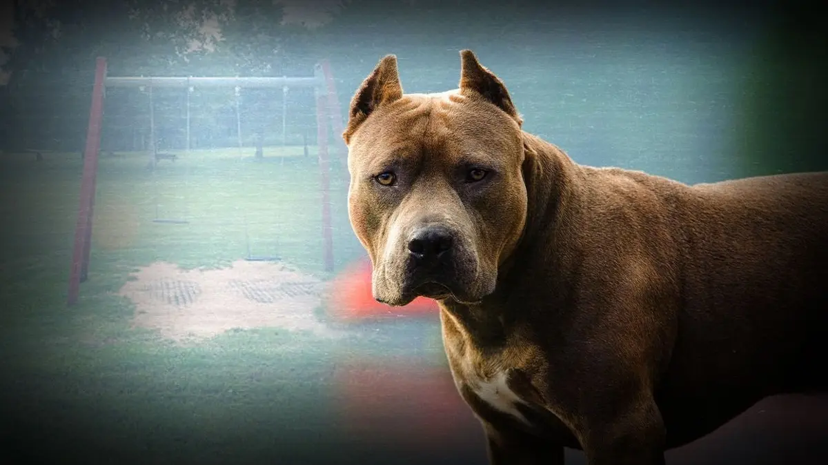 Talyand'da garip olay: Evcil köpek eve el bombası getirdi