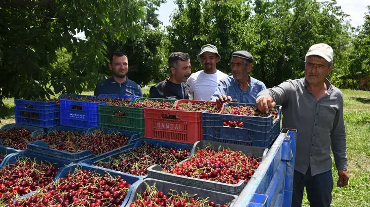 Napolyon kirazındaki verim üreticiyi memnun etti! Kirazlarımız çok güzel ve kaliteli