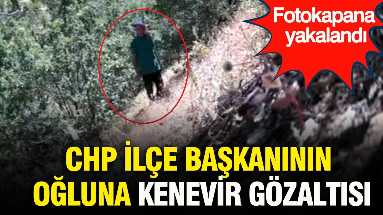 CHP İlçe başkanının oğluna kenevir gözaltısı: Fotokapana yakalandı