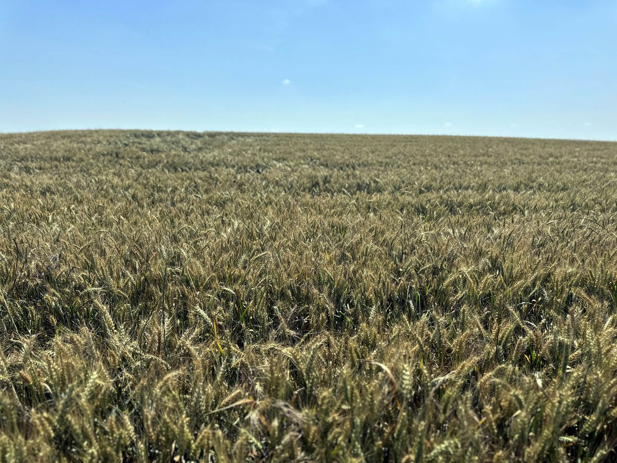 Edirne'de son yağışlarla buğdayda verim beklentisi arttı