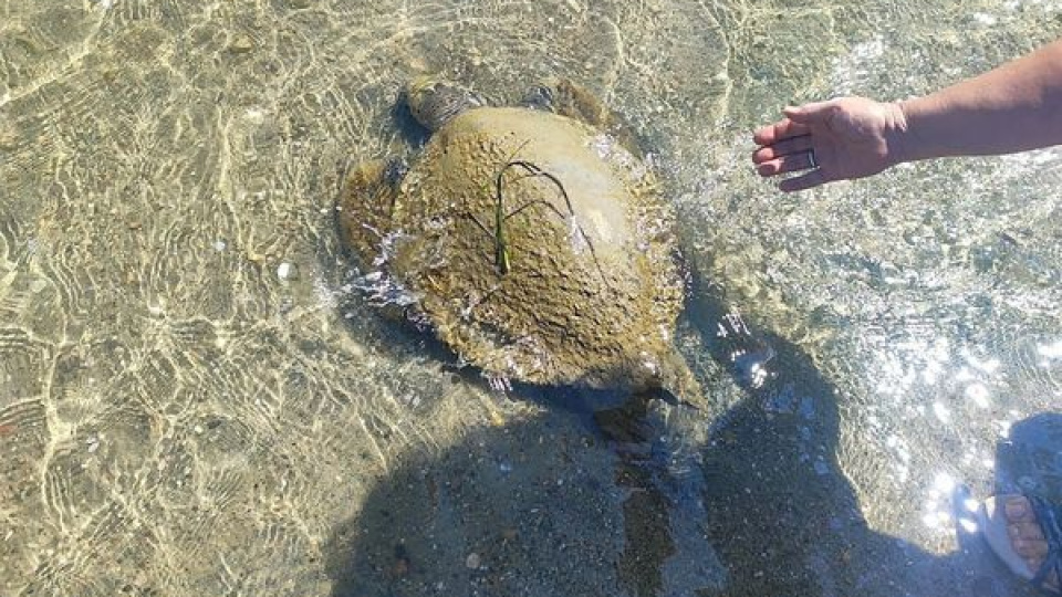 Ayvalık'ta sahilde ölü caretta caretta bulundu