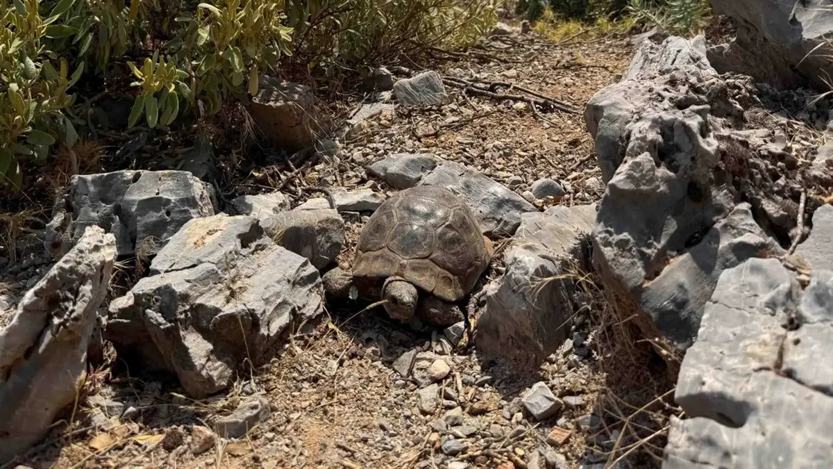 Görüntüler Muğla'dan: Alevlerden kaçan kaplumbağa, taşların arasına sığındı