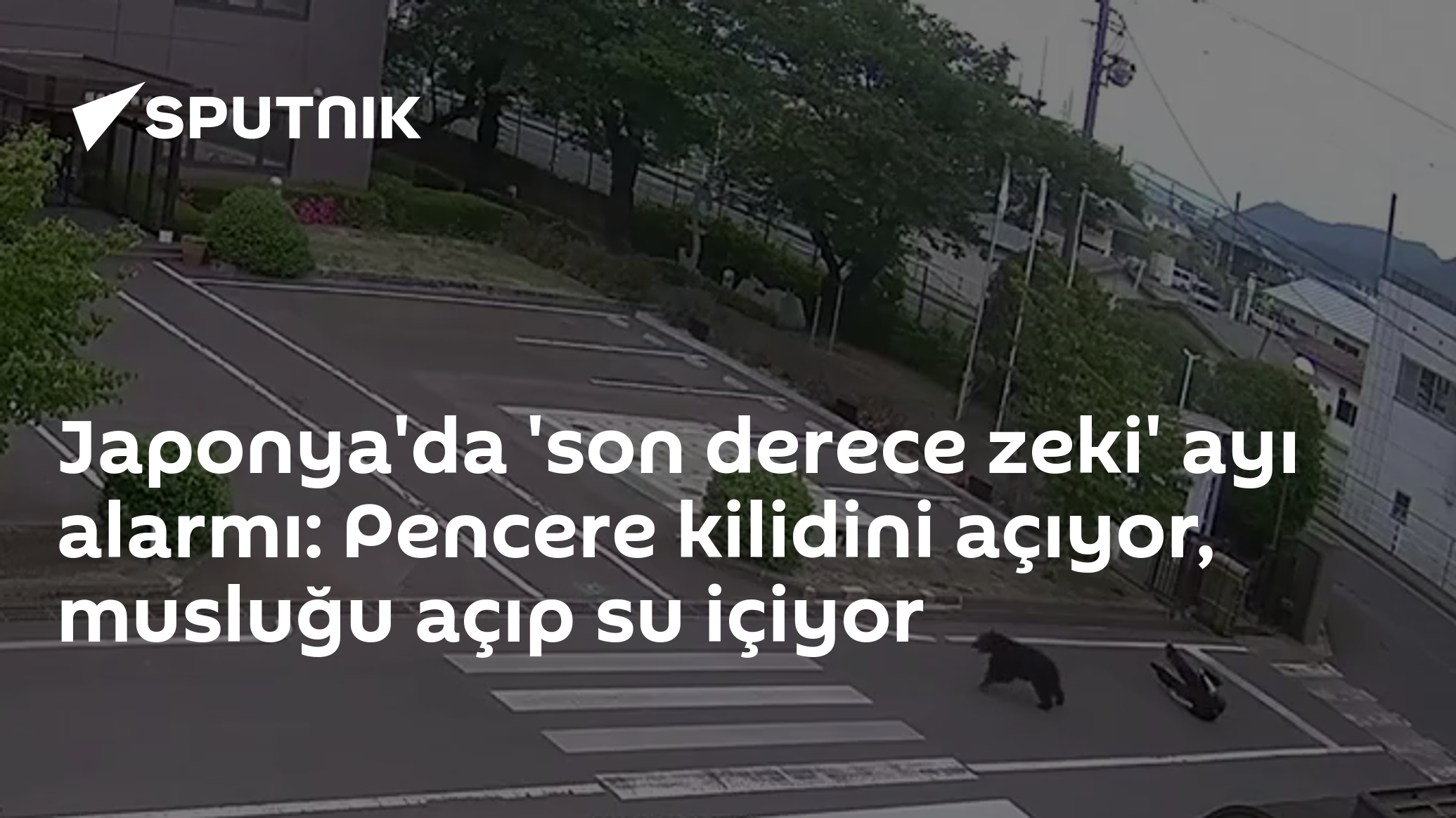 Japonya'da 'son derece zeki' ayı alarmı: Pencere kilidini açıyor, musluğu açıp su içiyor