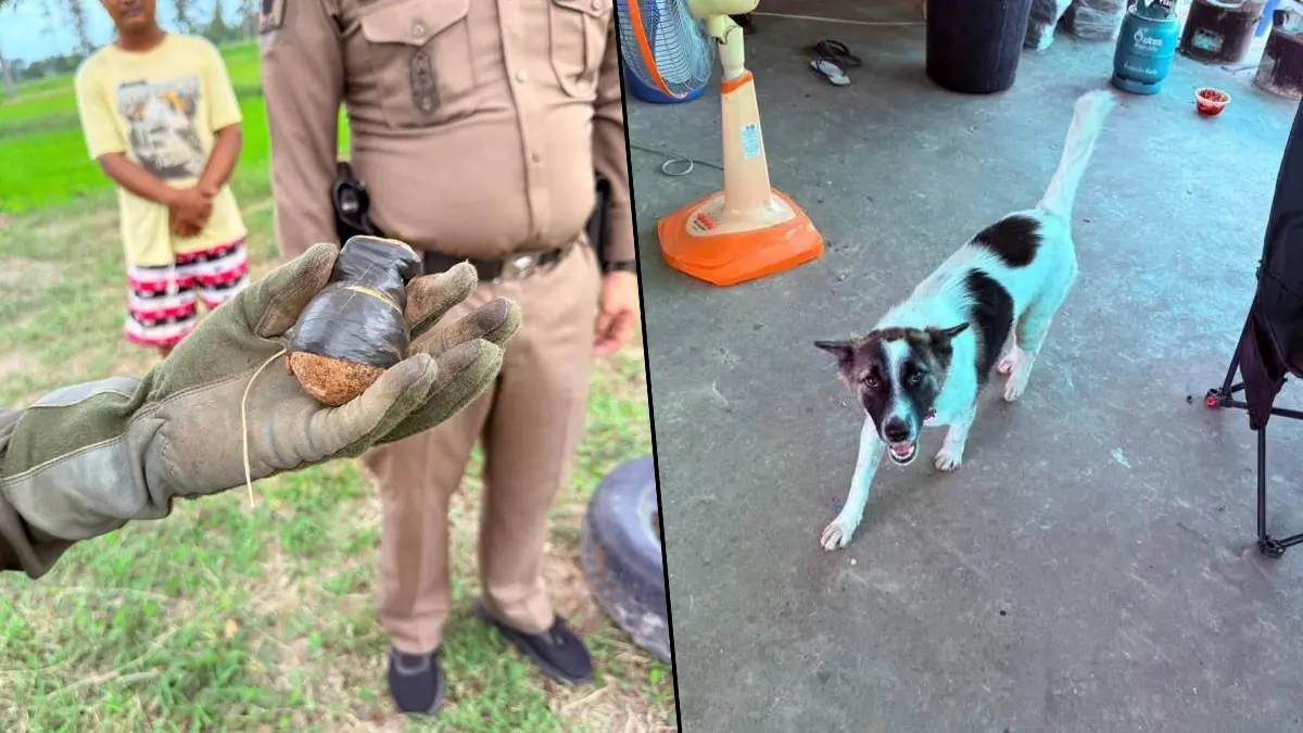 Akıllara durgunluk veren olay! Evcil köpek eve bomba getirdi