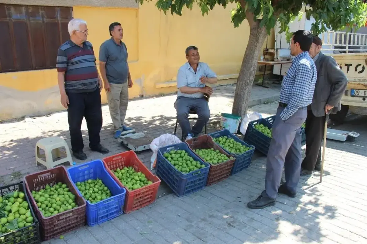 Aydın'da sezonu başladı: Kilosu 500 liraya gidiyor
