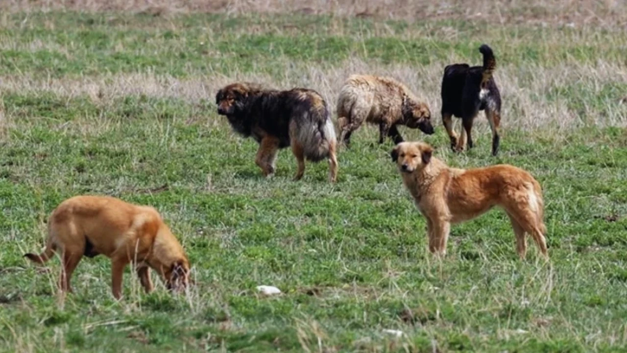 Bakan Çiftçi açıkladı: Sokak köpeklerinin hepsi yılbaşına kadar toplanacak