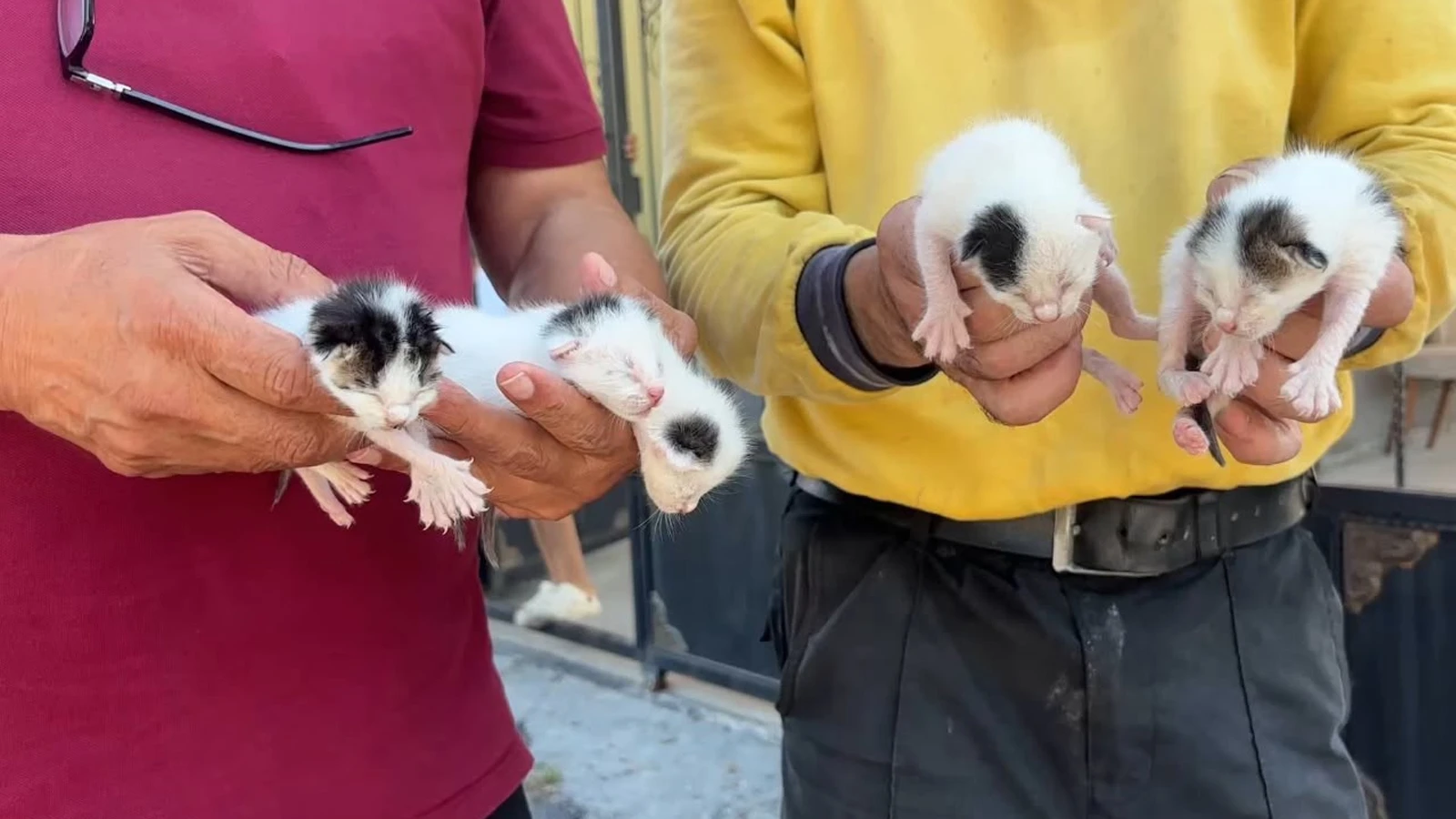 Bir ilde vicdanları sızlatan olay: Çöpteki ağzı bağlı poşetten 5 yavru kedi çıktı