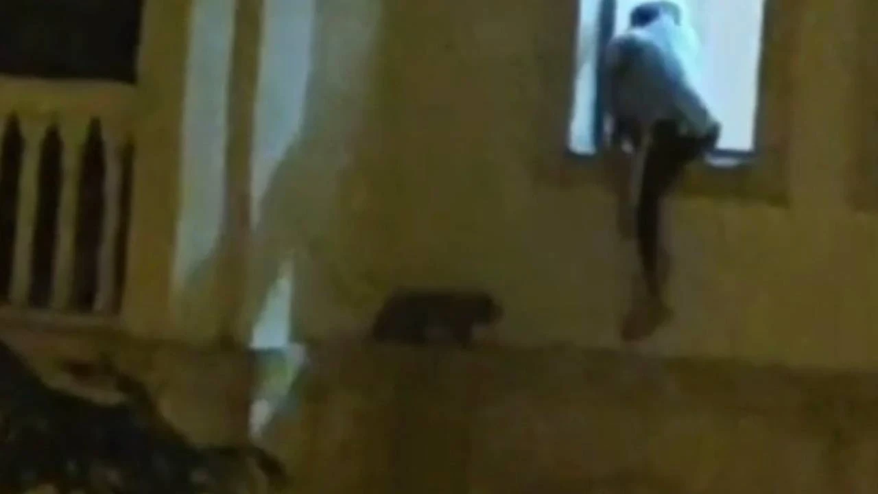 Mardin’de yürek ısıtan anlar: Mahsur kalan kedi için seferber oldular