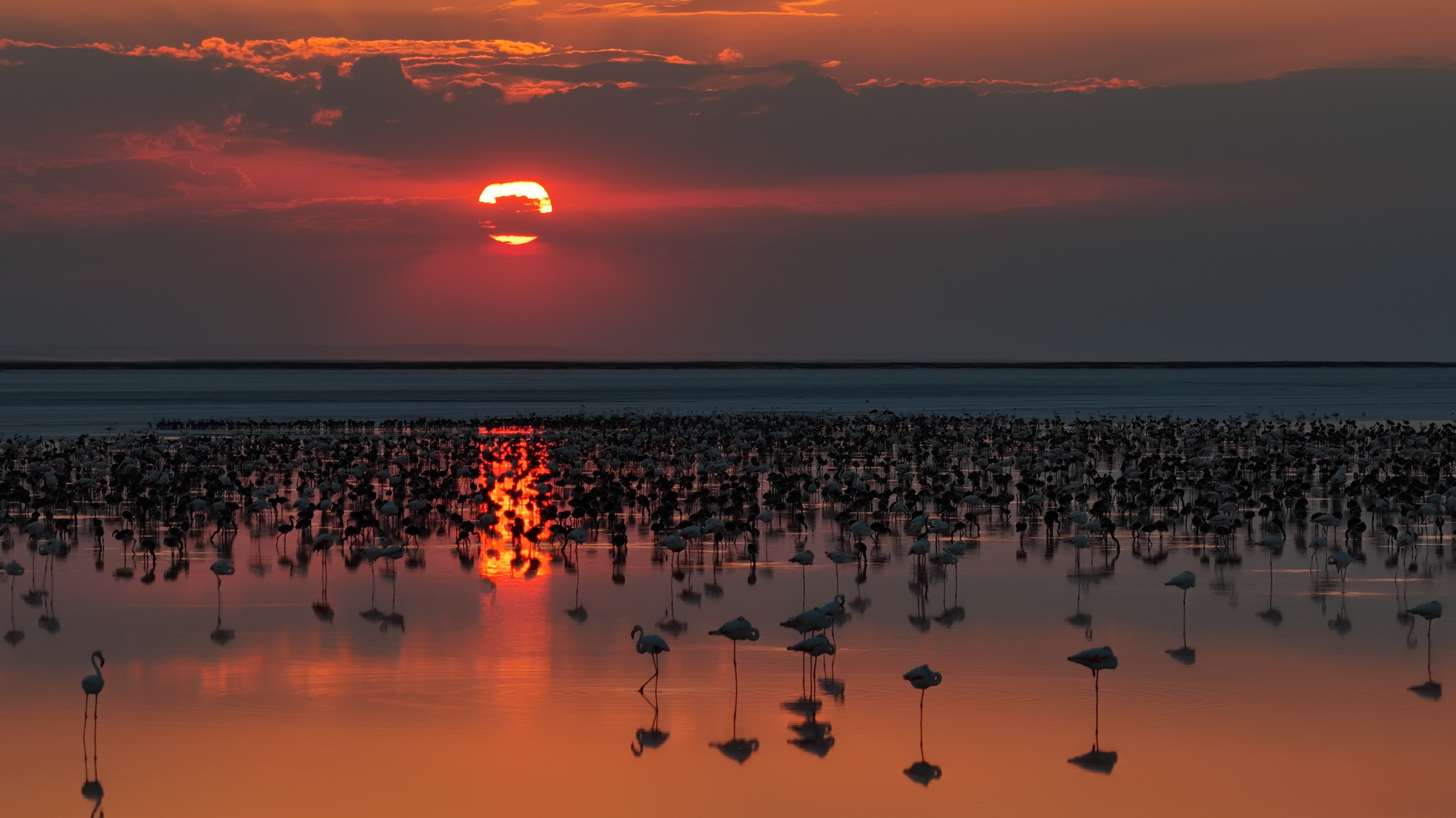 Tuz Gölü'nde son 5 yılın flamingo rekoru