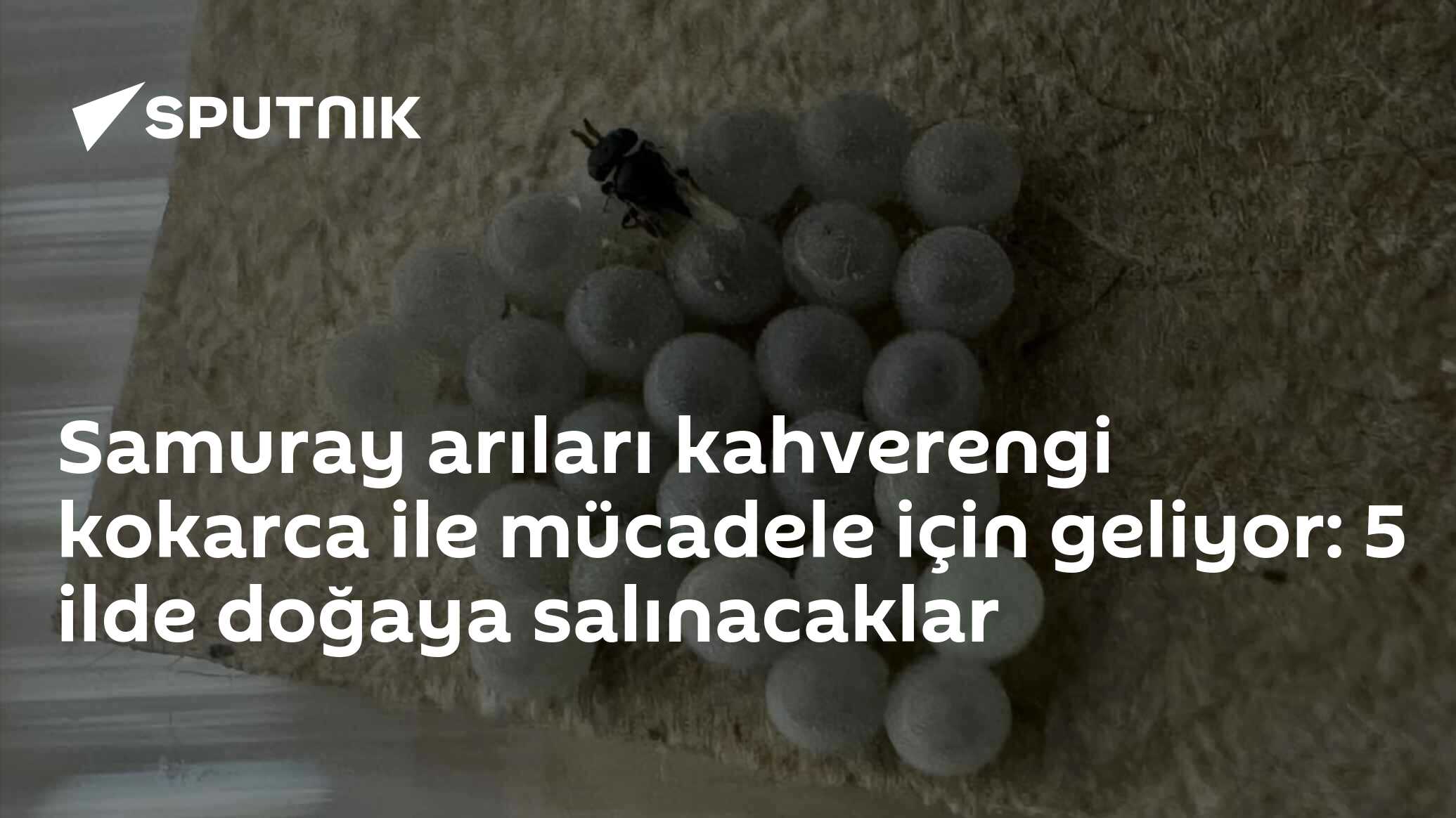 Samuray arıları kahverengi kokarca ile mücadele için geliyor: 5 ilde doğaya salınacaklar