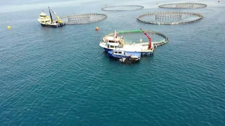 TÜİK: Su ürünleri üretimi 2025 yılında yüzde 11,1 arttı