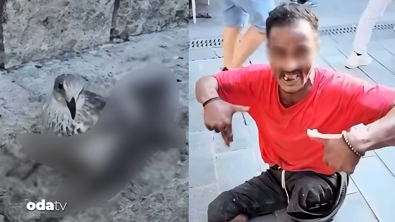 Martıya eziyet eden yabancı uyruklu adam sınır dışı ediliyor