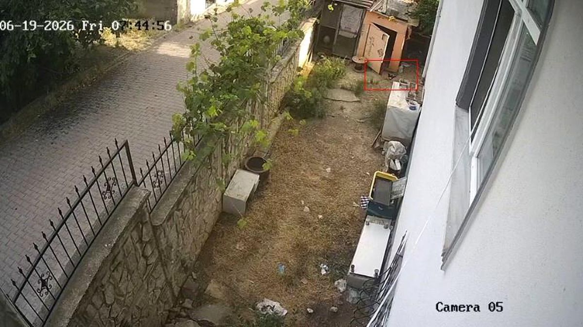 Karganın yumurta hırsızlığı kameraya yansıdı