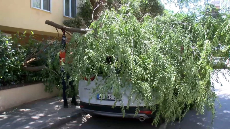 Kadıköy’de rüzgar nedeniyle kopan ağaç dalı otomobilin üzerine düştü