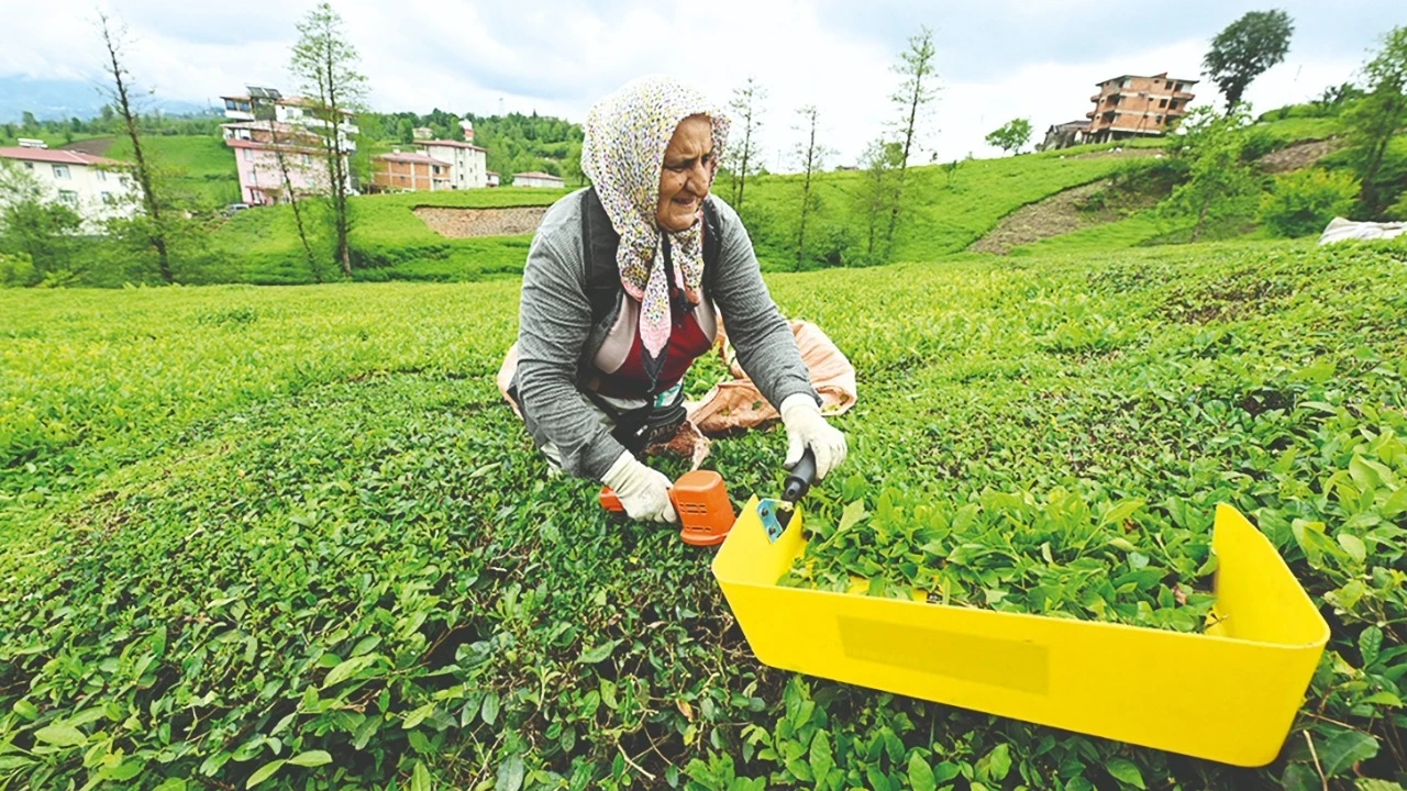 121 yıllık çay efsanesi iflas etti