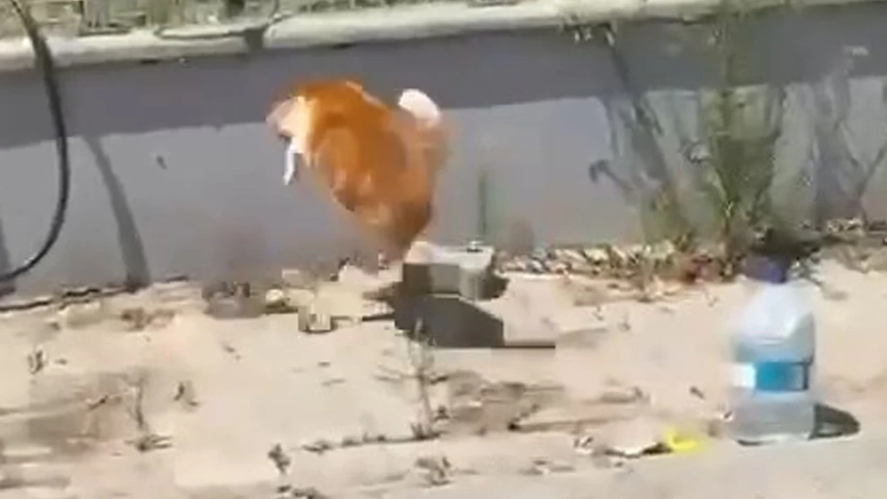 Tekirdağ'da kedi ile yılanın sokak ortasındaki ilginç mücadelesi kamerada