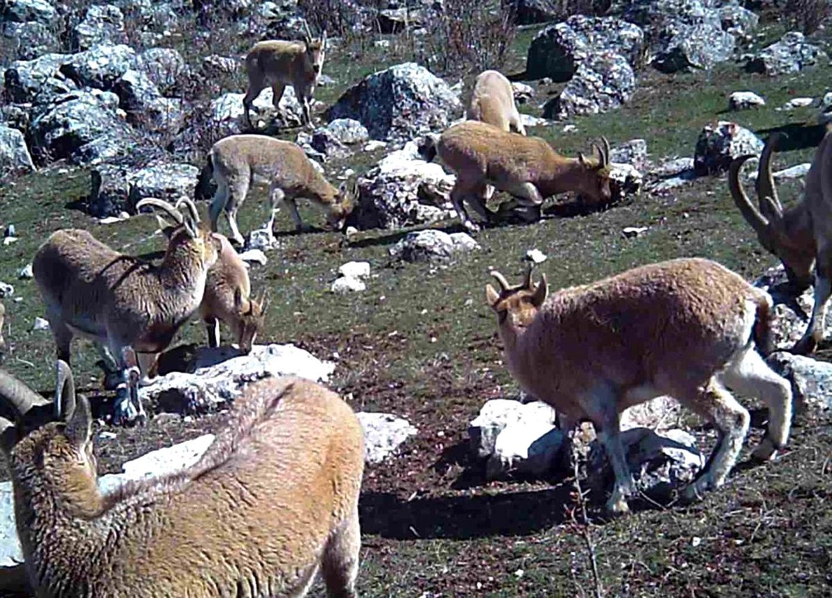 Munzur'un sessiz misafirleri fotokapana takıldı