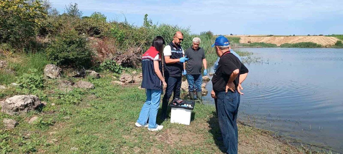 Korucu köyü göletinde balık ölümleri inceleniyor