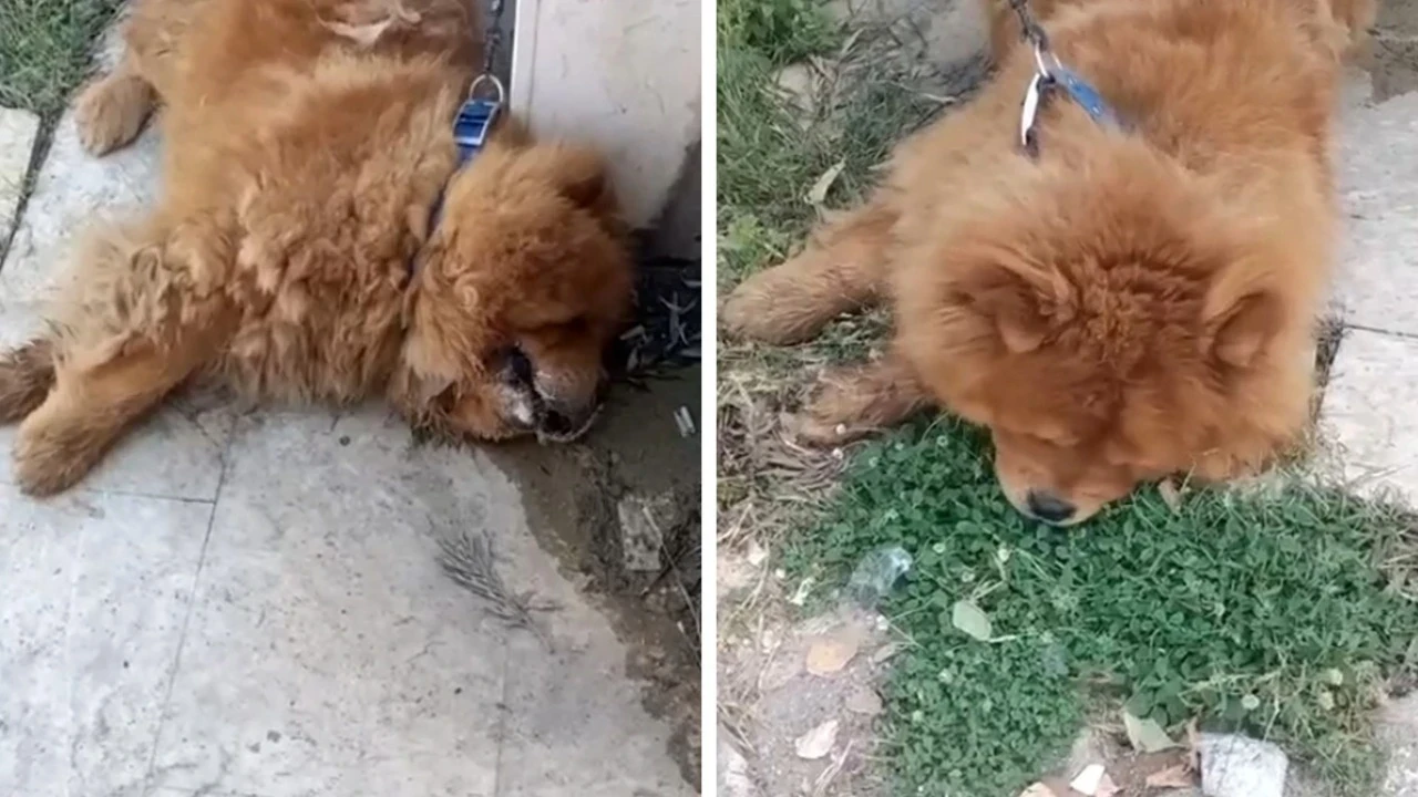 Köpeği eziyet ederek öldürdü