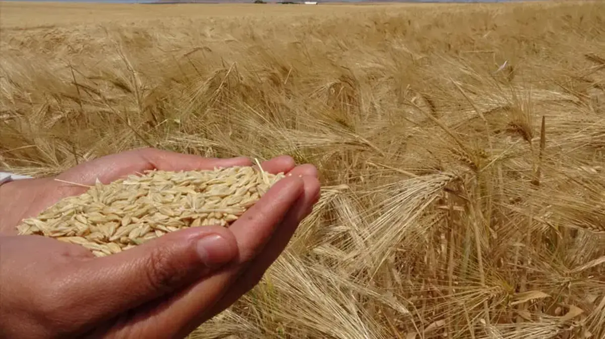 Yozgat’ta arpa hasadı başladı: 1 milyon 388 bin 575 ton üretim bekleniyor