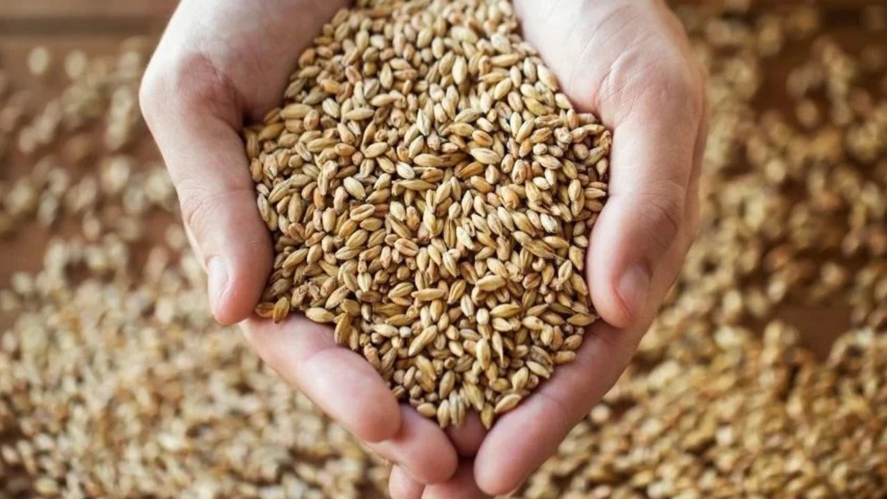 Aydın Ticaret Borsası hububat fiyatlarını açıkladı