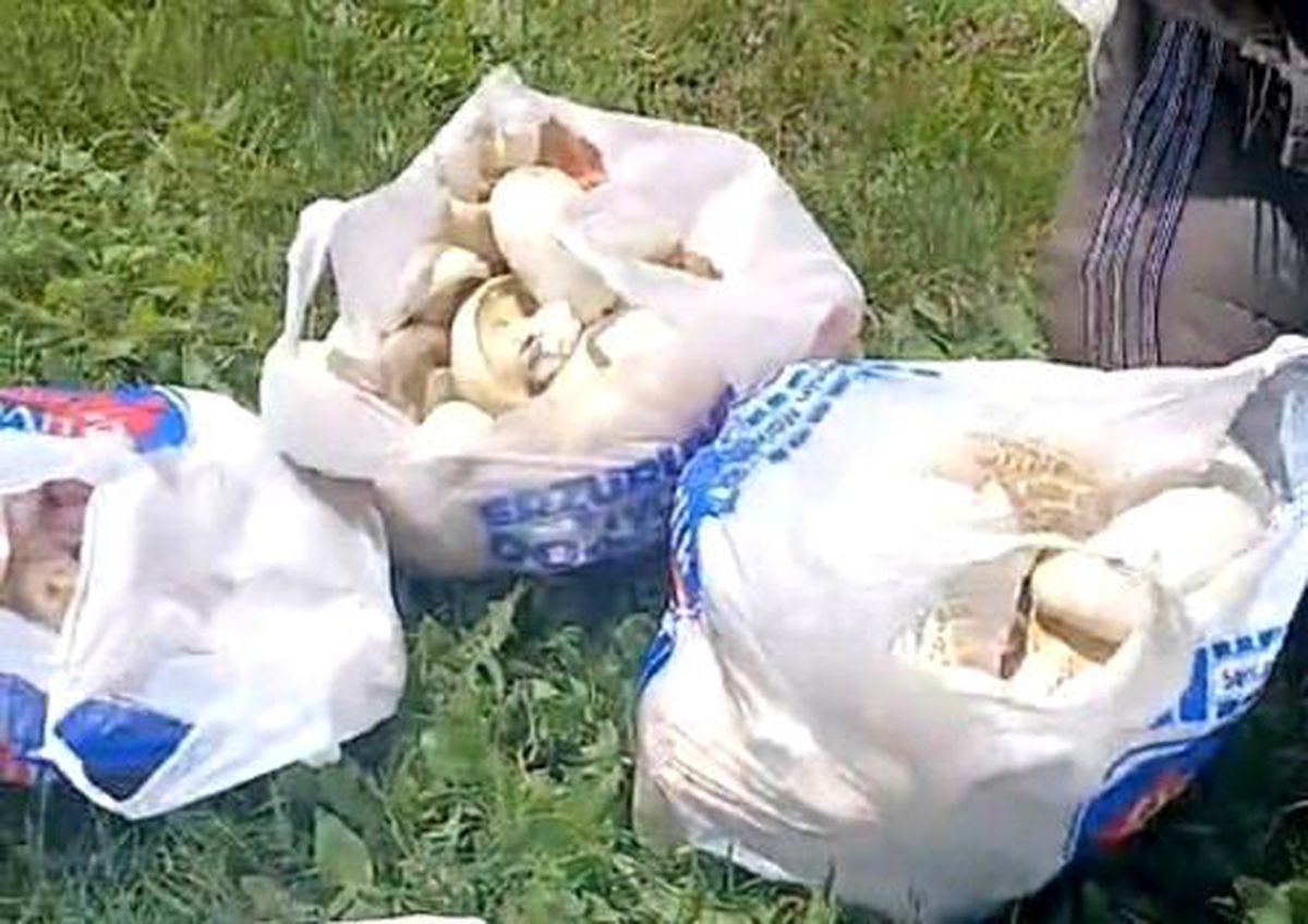 Erzurum'da sağanak yağışların ardından mantar bereketi: 45 dakikada poşetler doldu