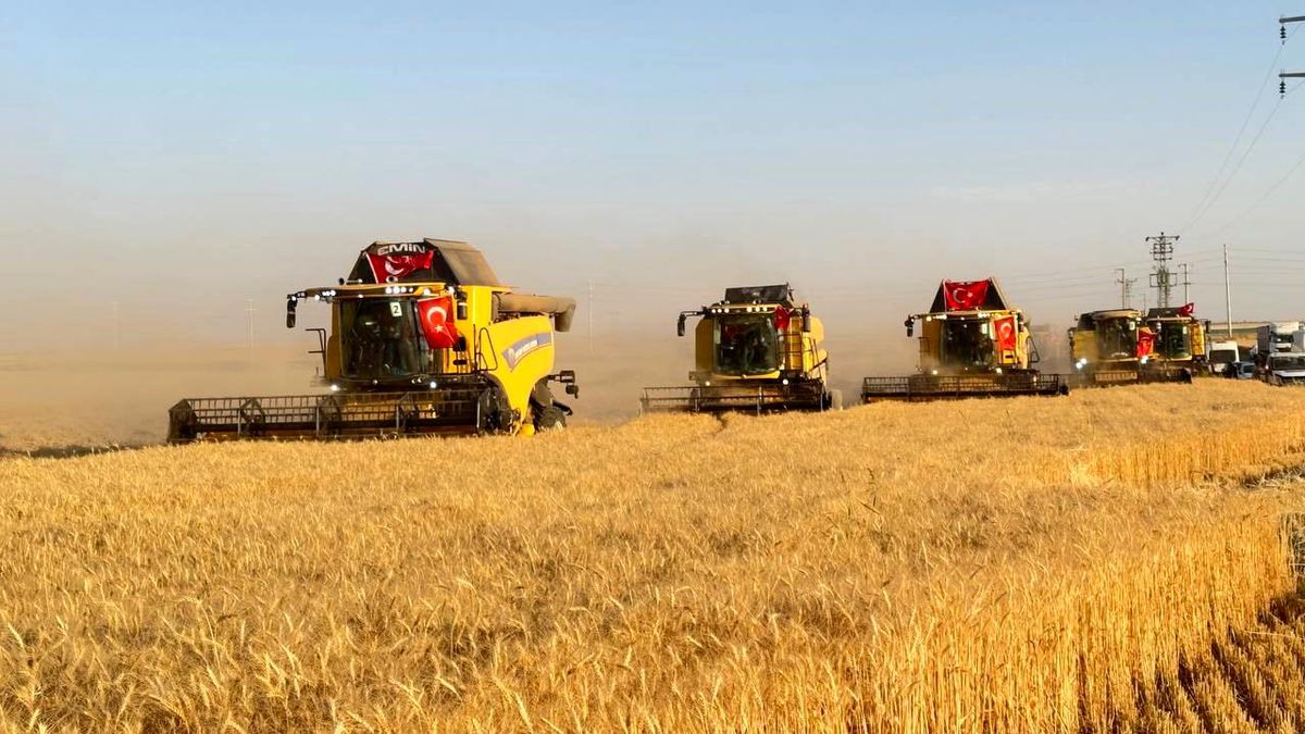 Türkiye'nin en büyük tarım işletmesinde hasat zamanı
