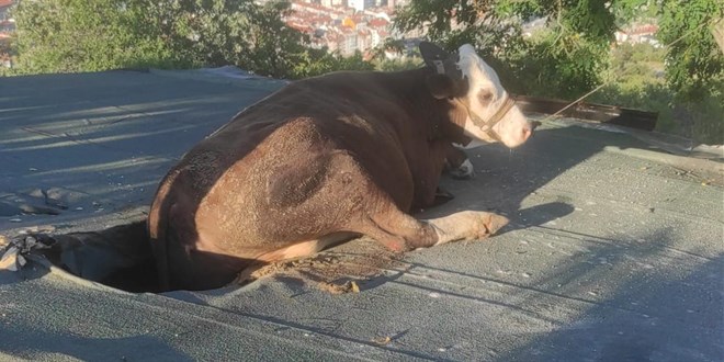 Afyonkarahisar'da bir evin çatısında sıkışan ineği itfaiye kurtardı