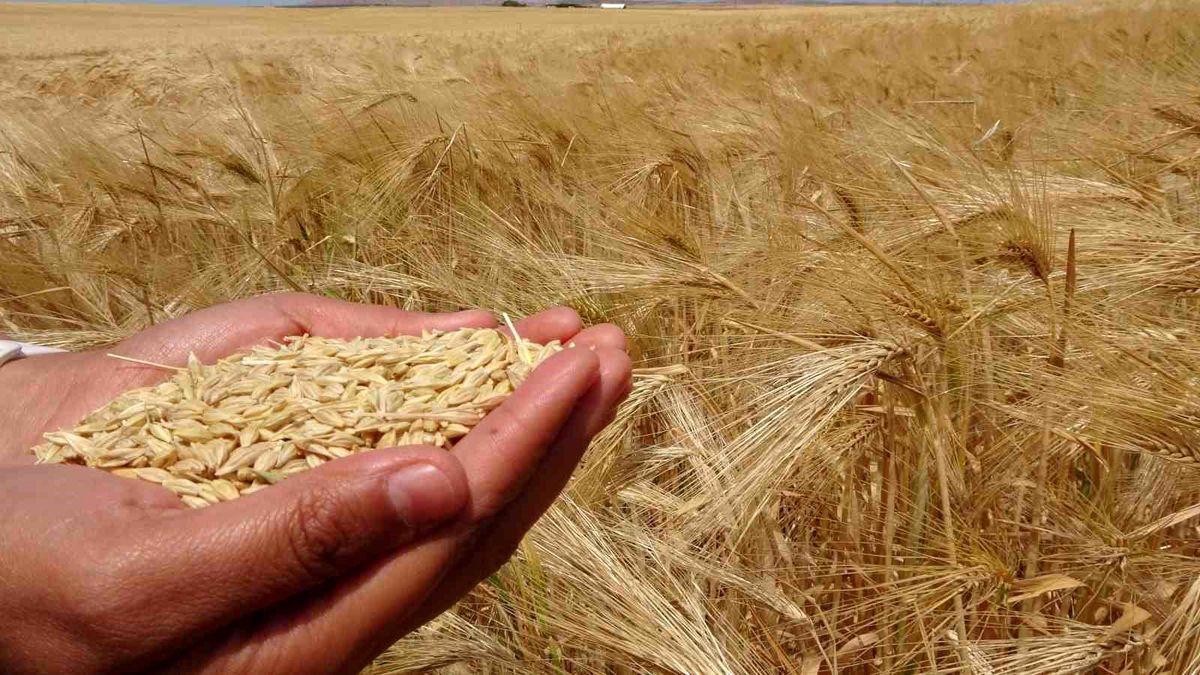 Yozgat'ta arpa hasadı başladı
