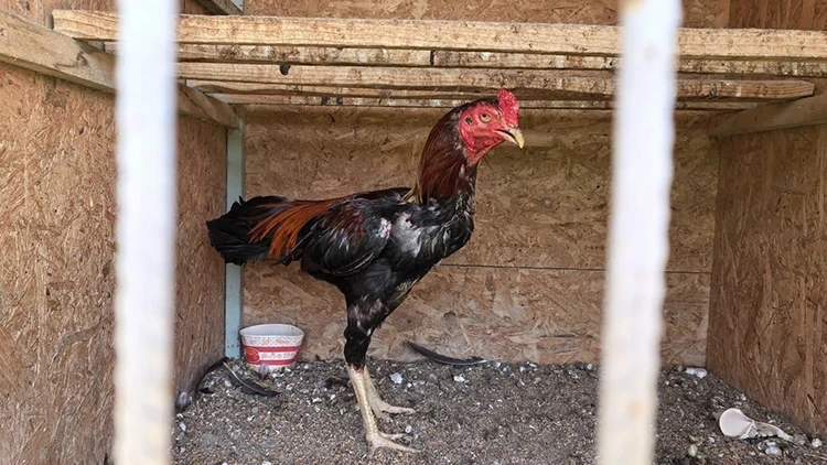 Horoz dövüşüne baskın! Bahis oynayan 50 kişiye 650 bin TL ceza