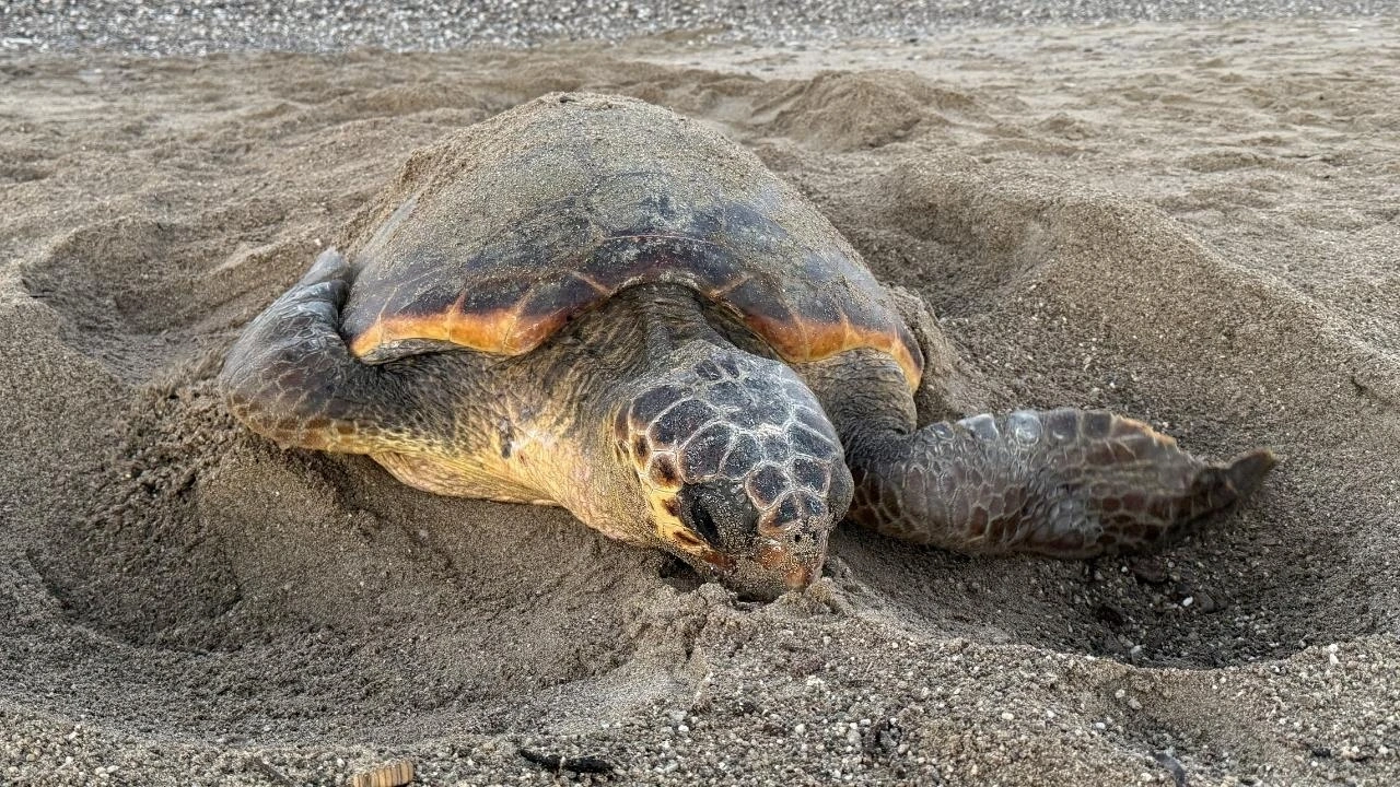 120 milyon yıllık mücadele: Caretta carettanın yumurtlama anı görüntülendi