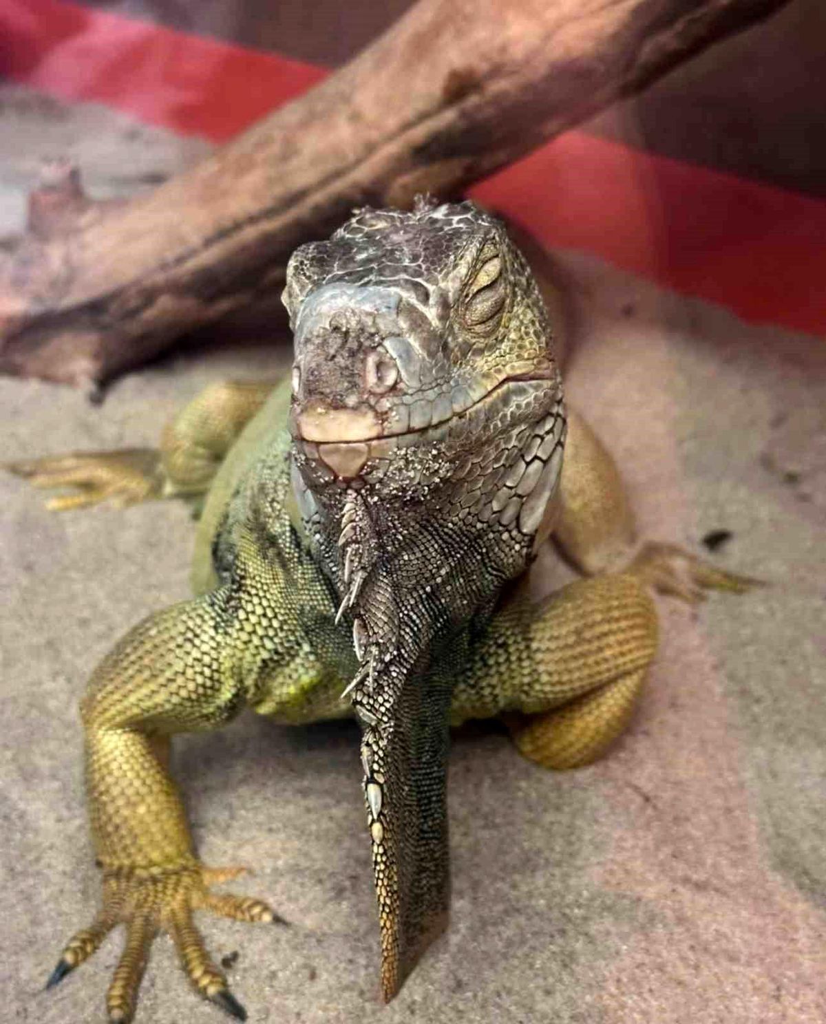 İstanbul'da bir evden tarantula, yılan, akrep, iguana, Afrika dev salyangozları çıktı