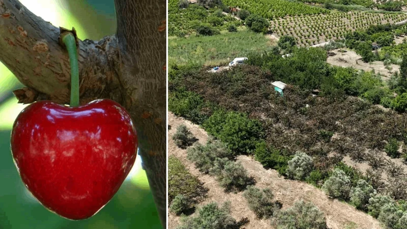 Çanakkale Lapseki'nin nesi meşhur: Küslere müjde, 1 hafta sonra kalpli kirazlar kalpleri tamir etmeye geliyor