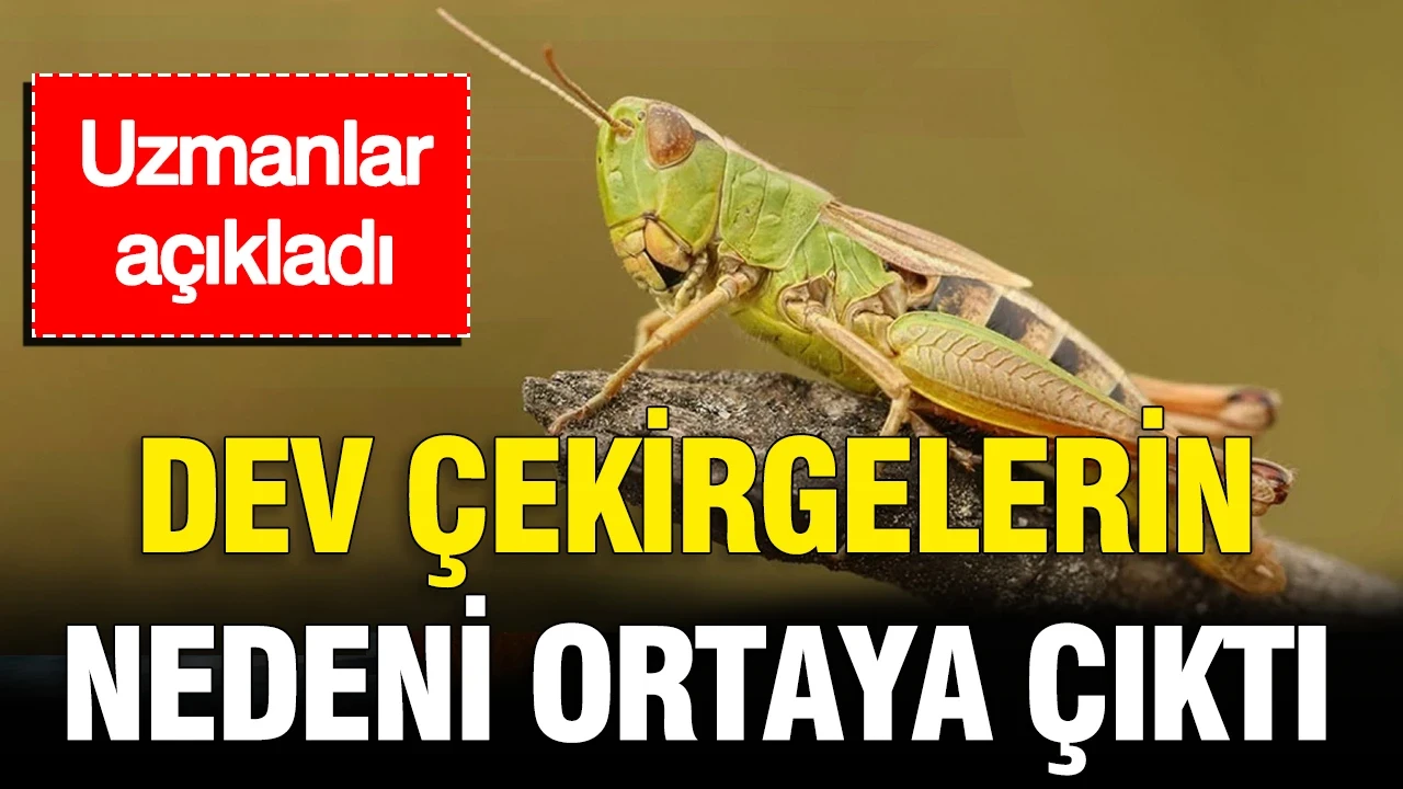 Uzmanlar açıkladı: İstanbul’daki dev çekirgelerin nedeni ortaya çıktı